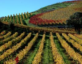 Vineyards of Sonoma Wine County