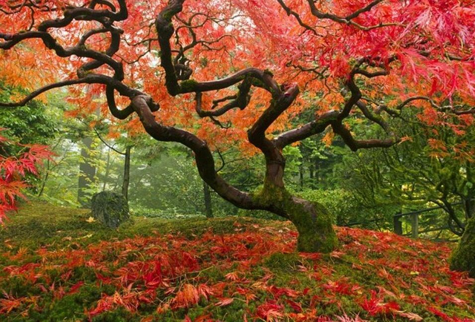 Picture of Portland Japanese Garden
