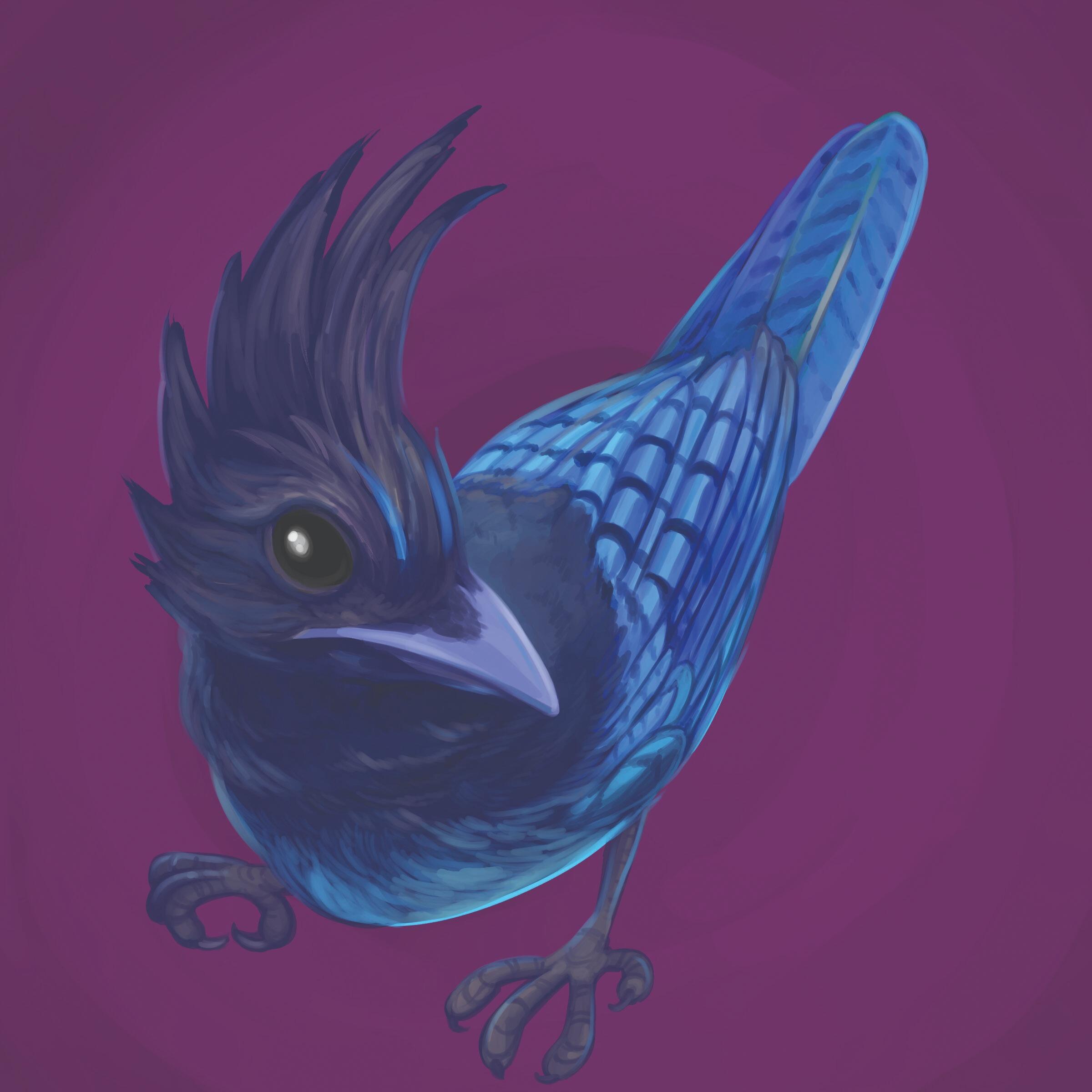 Picture of Matt Pappadopoli | Table 4 Steller's Jay