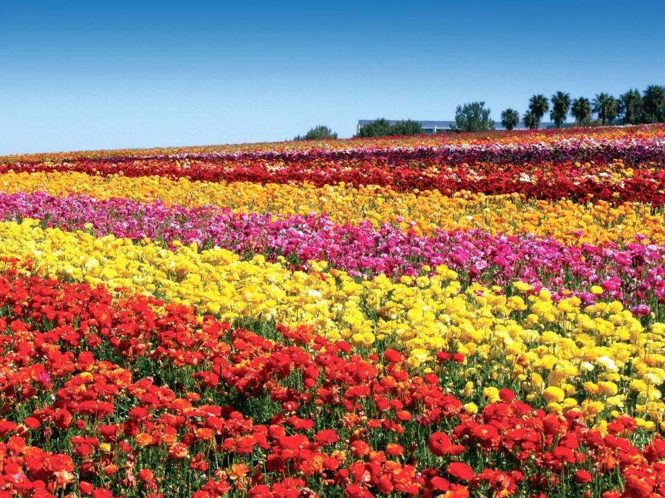 Picture of The Flower Fields
