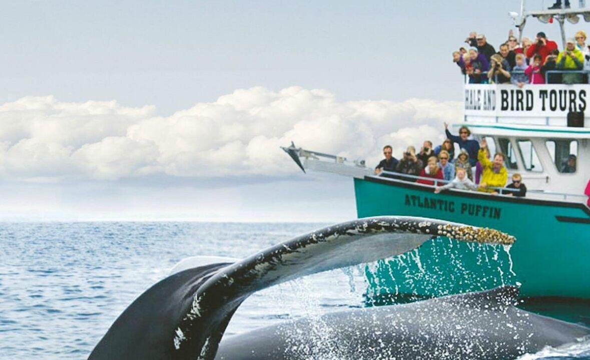 Picture of O'Brien's Whale and Bird Tours