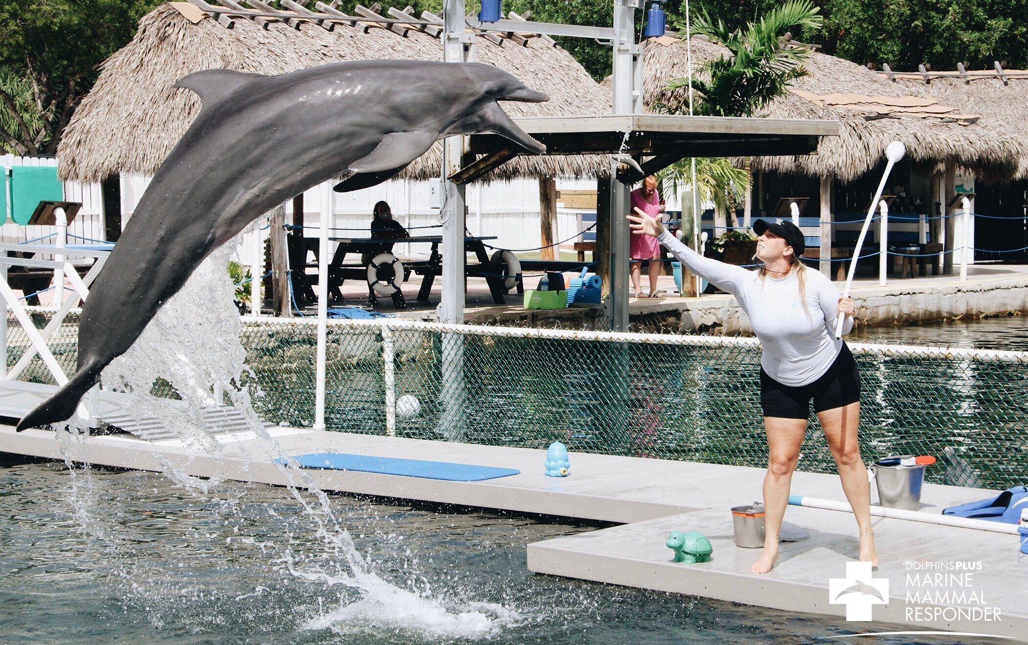 Picture of Dolphins Plus Marine Mammal Responder
