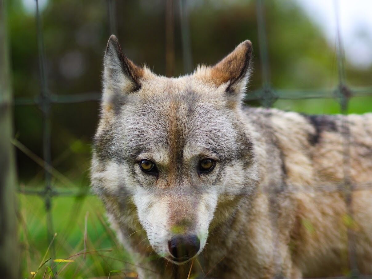 Picture of Wolf Sanctuary of PA