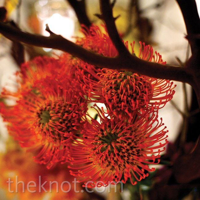 Orange Pincushion Protea