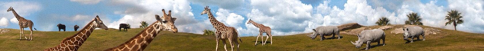 Picture of San Diego Zoo Safari Park