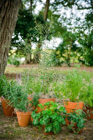 Assorted Potted Plant Ceremony Arrangements