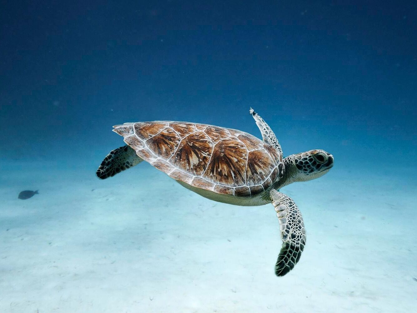 Picture of Scuba Caribe