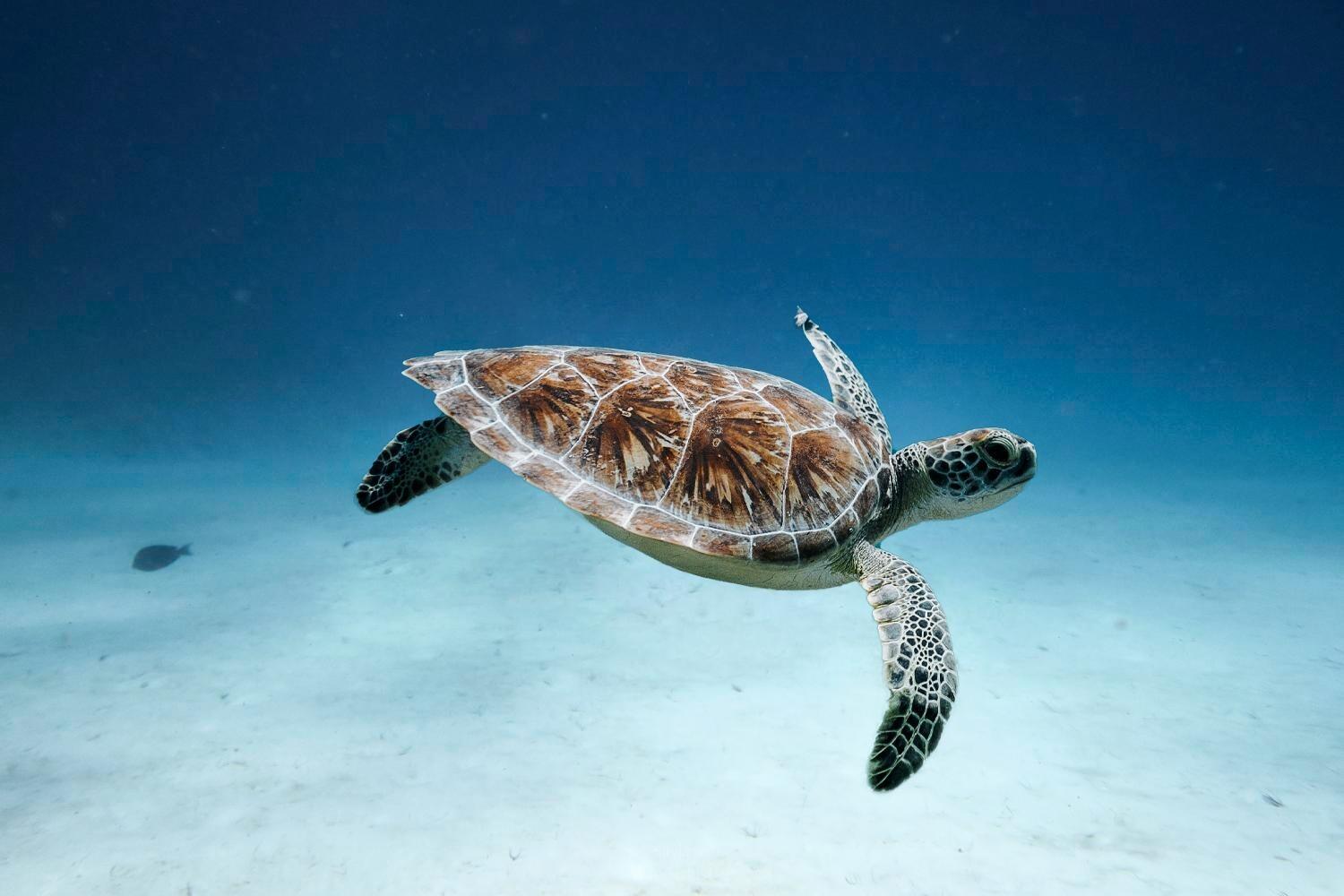 Picture of Scuba Caribe