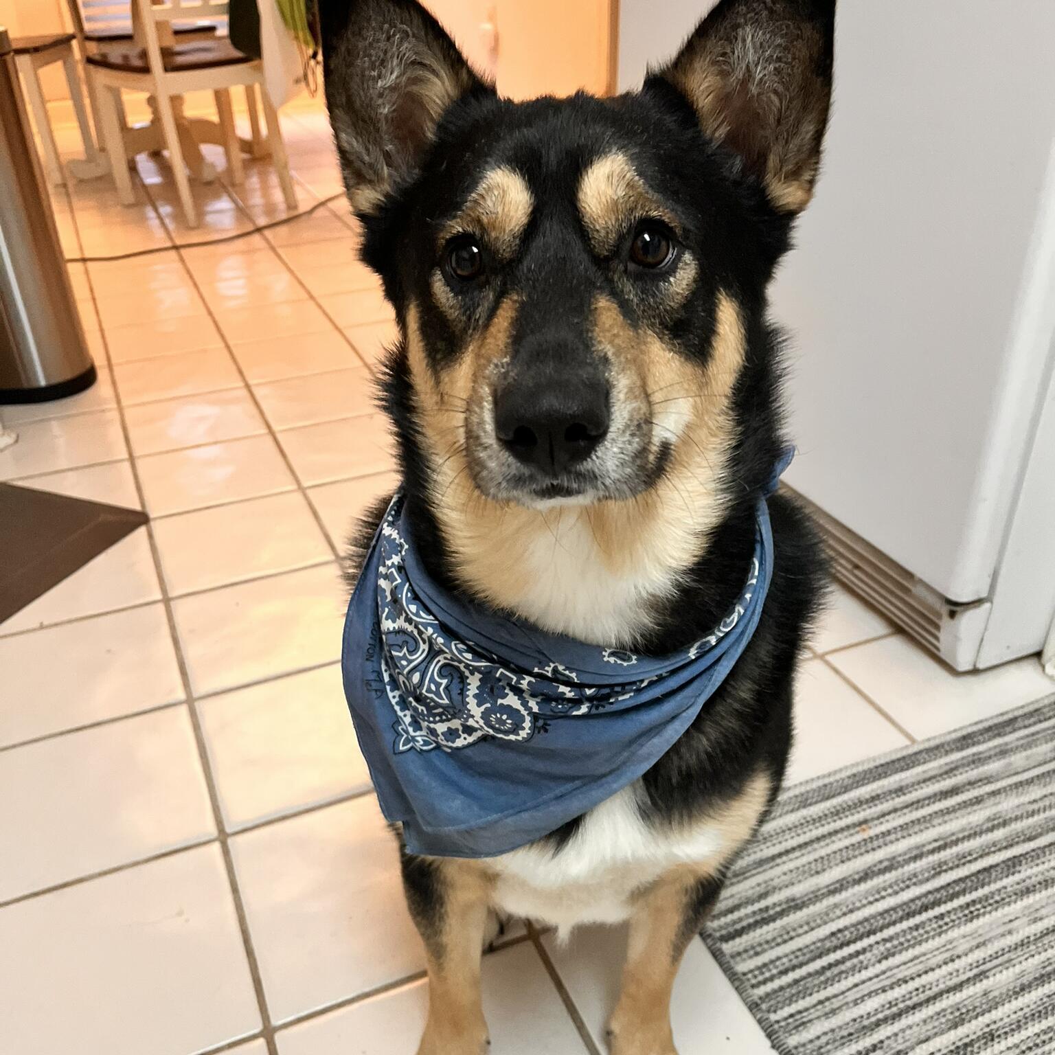 Bo “Puppy”