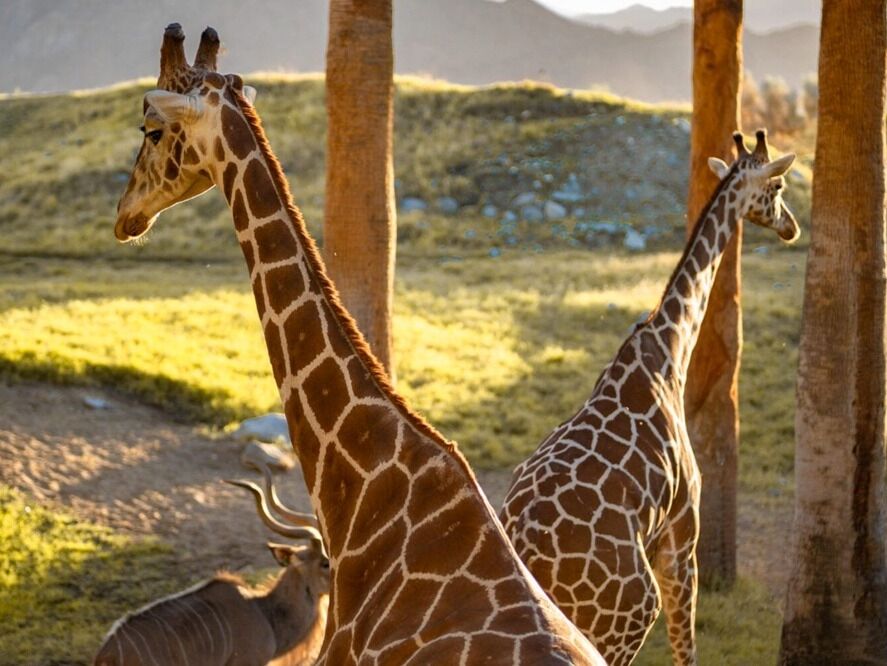 Picture of The Living Desert Zoo and Gardens
