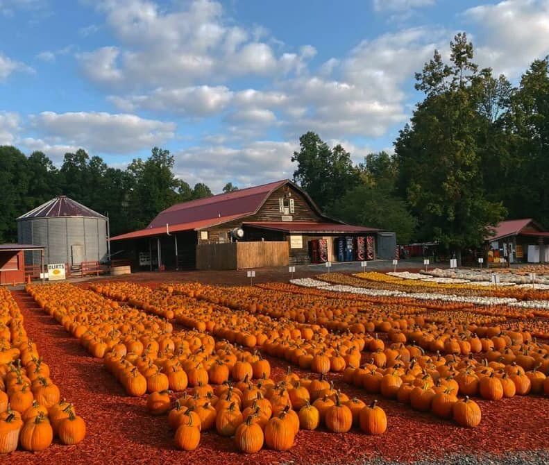 Picture of Burt's Pumpkin Farm