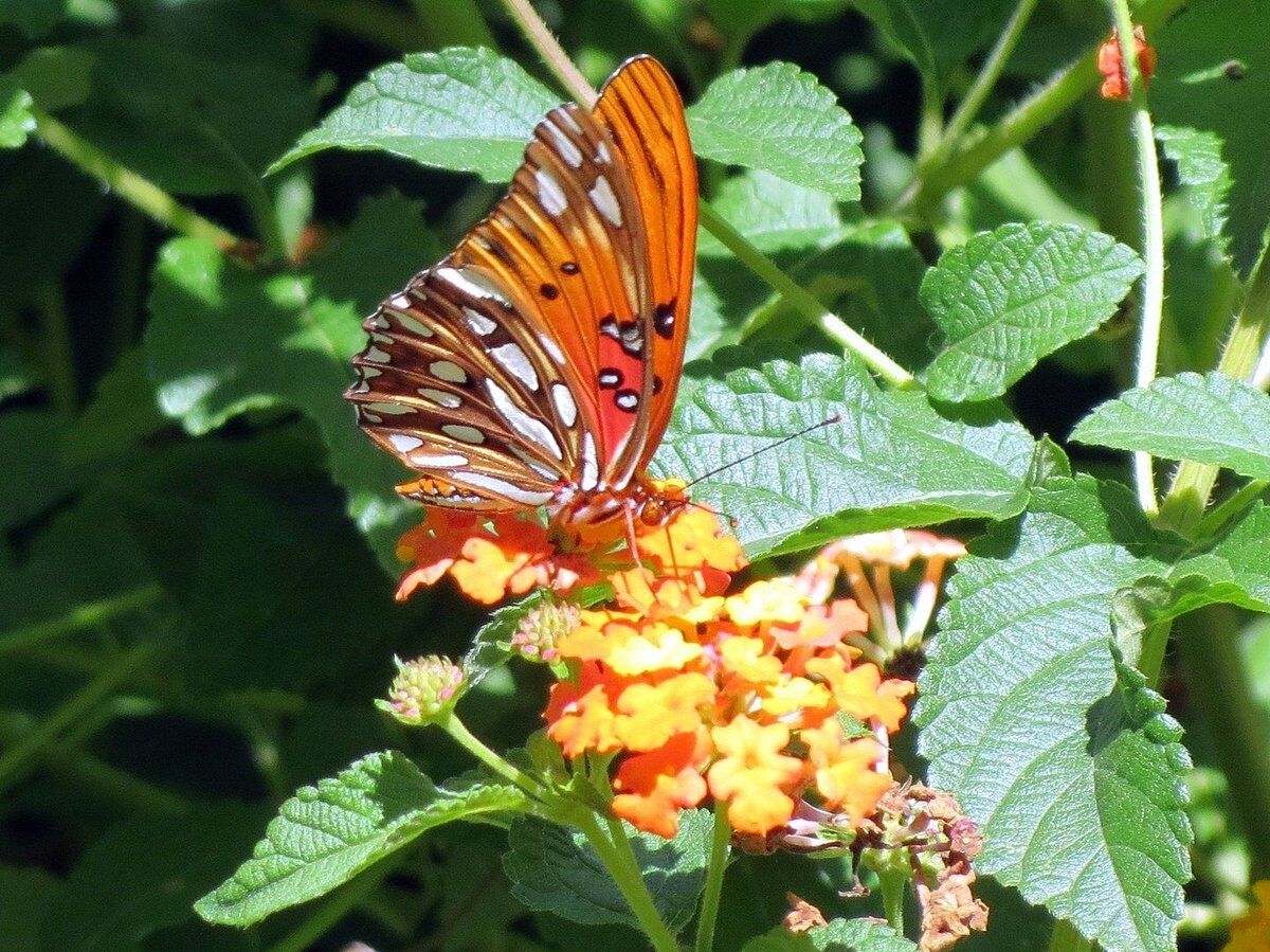 Picture of South Carolina Botanical Garden