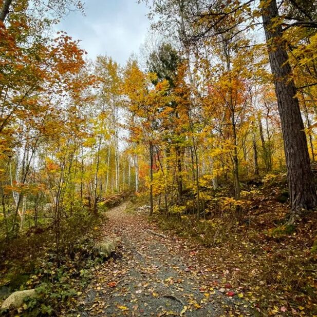 Picture of Kivi Park