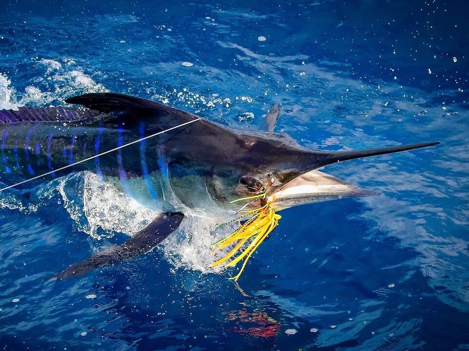Picture of Deep Sea Fishing with Temo