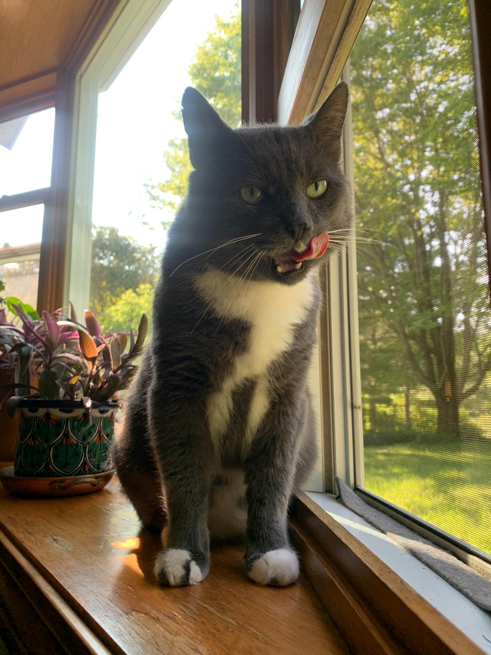 Our sweet grey boy joined our family in 2020! Best $100 we will ever spend. Bear has been the center of our world ever since.