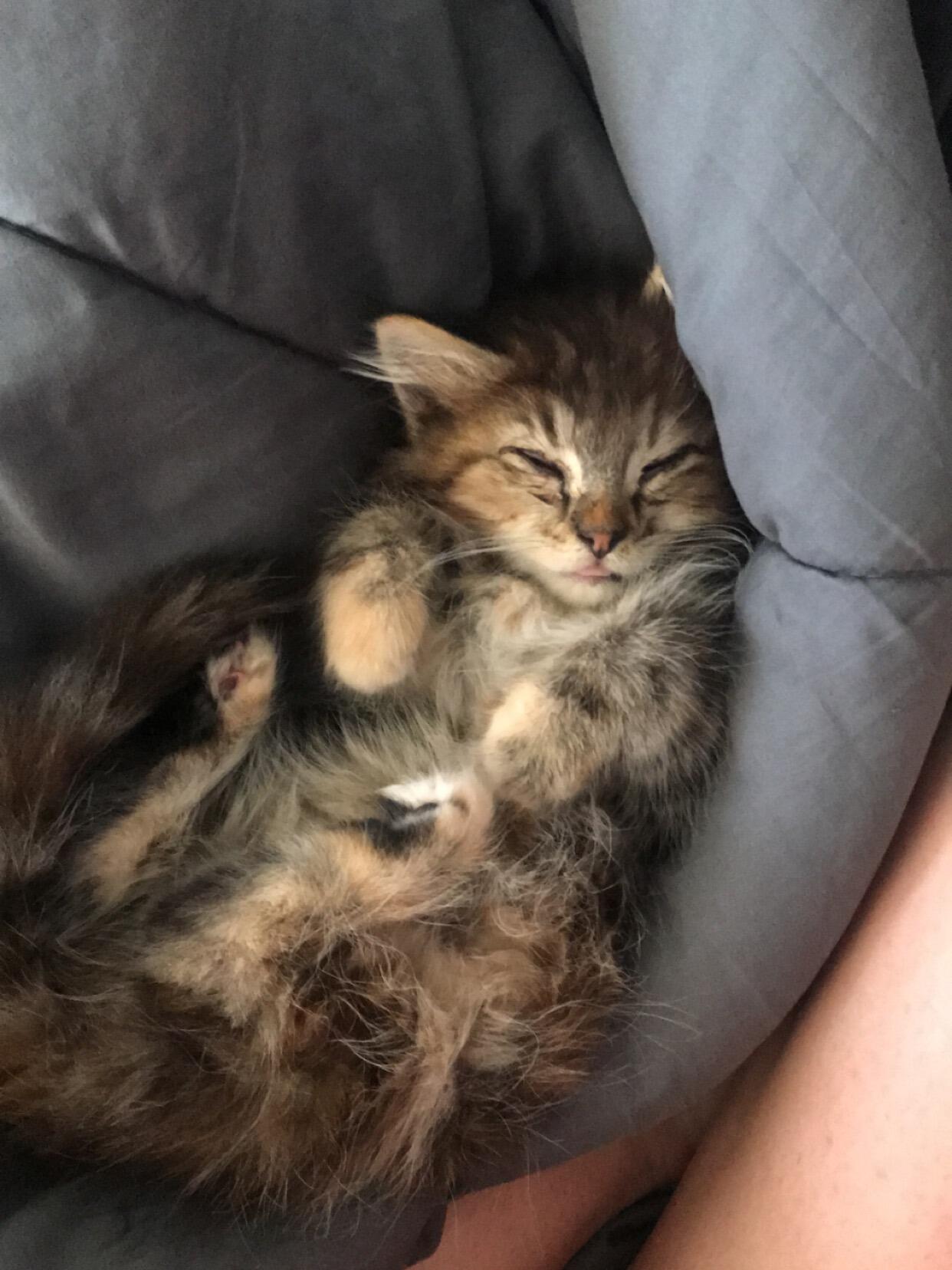 Picture of Adopted Coco