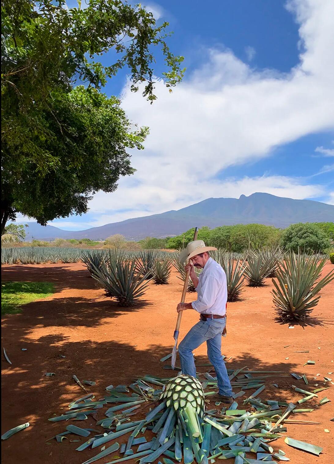 Picture of Tequila Tasting Tours 