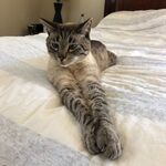 Tigre Brant