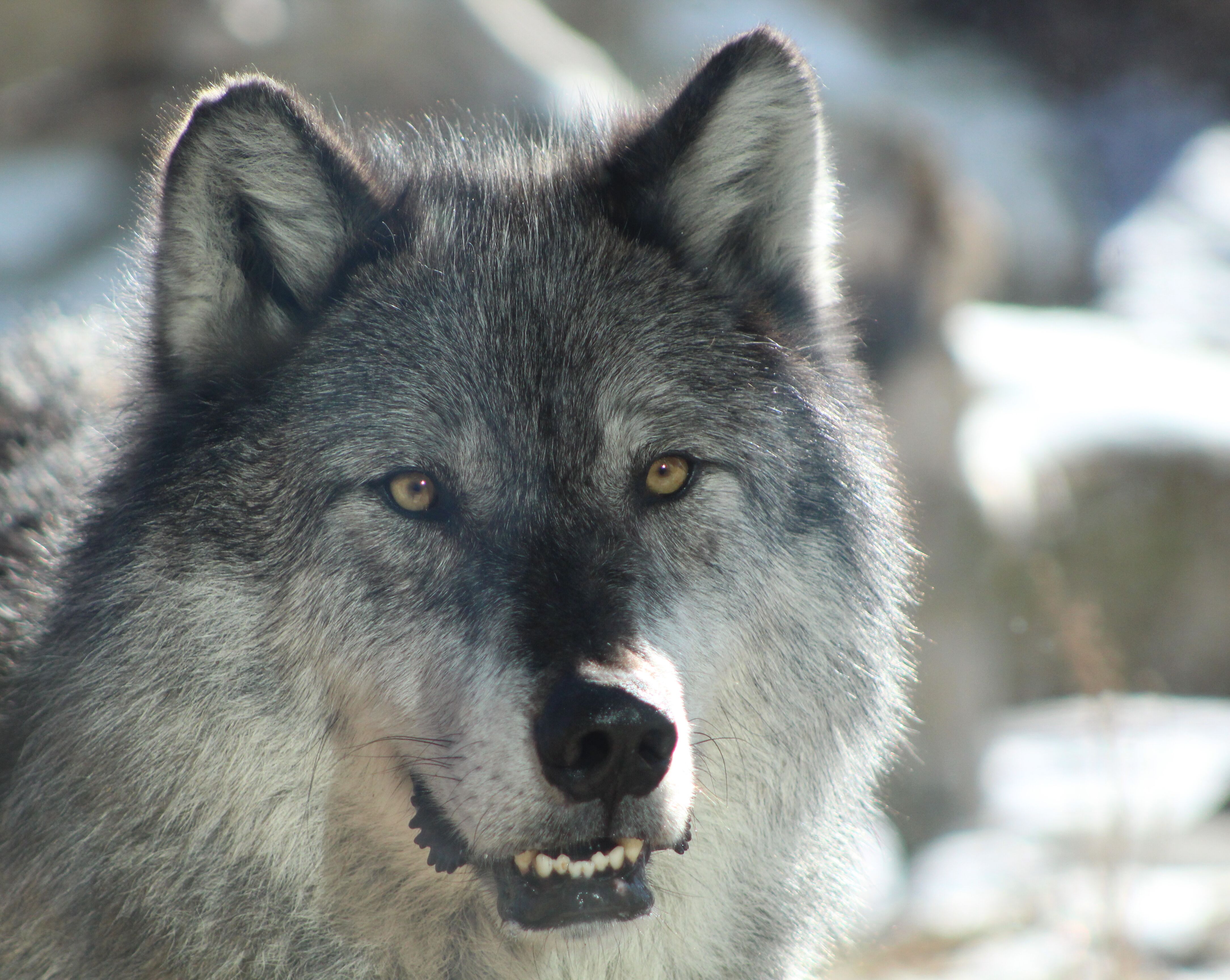 Picture of Grizzly & Wolf Discovery Center