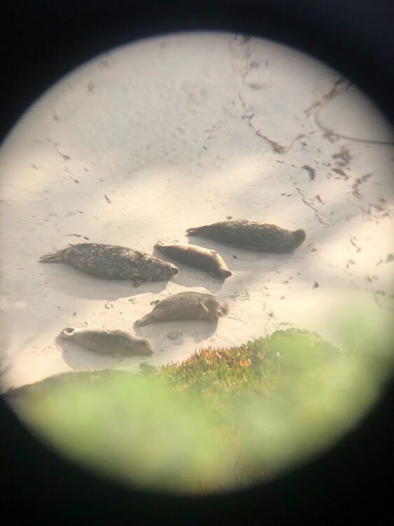 Picture of Harbor Seals