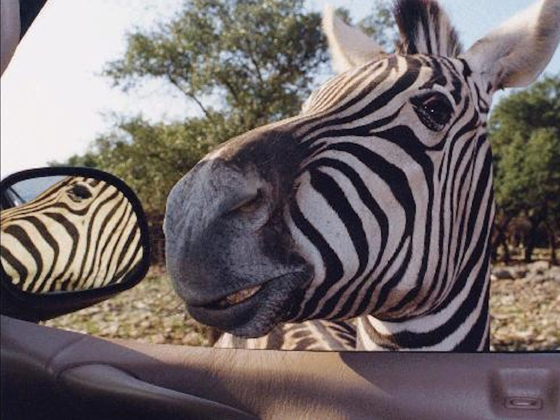 Picture of Natural Bridge Wildlife Ranch