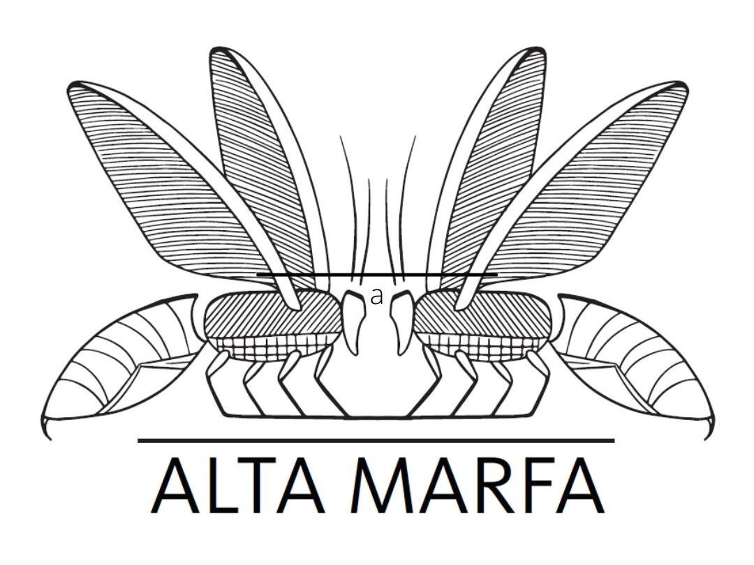 Picture of Alta Marfa