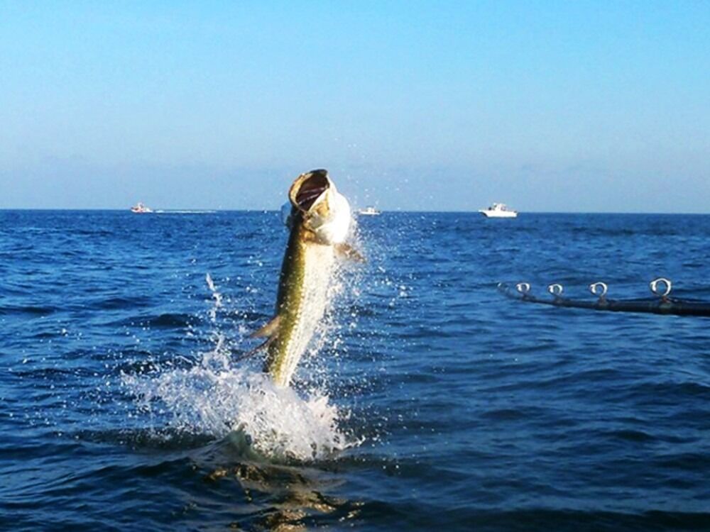 Picture of Backwater Tarpon Fishing Charters Puerto Rico