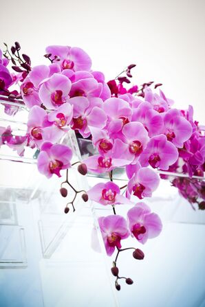 Phalaenopsis Orchid Huppah Decpr