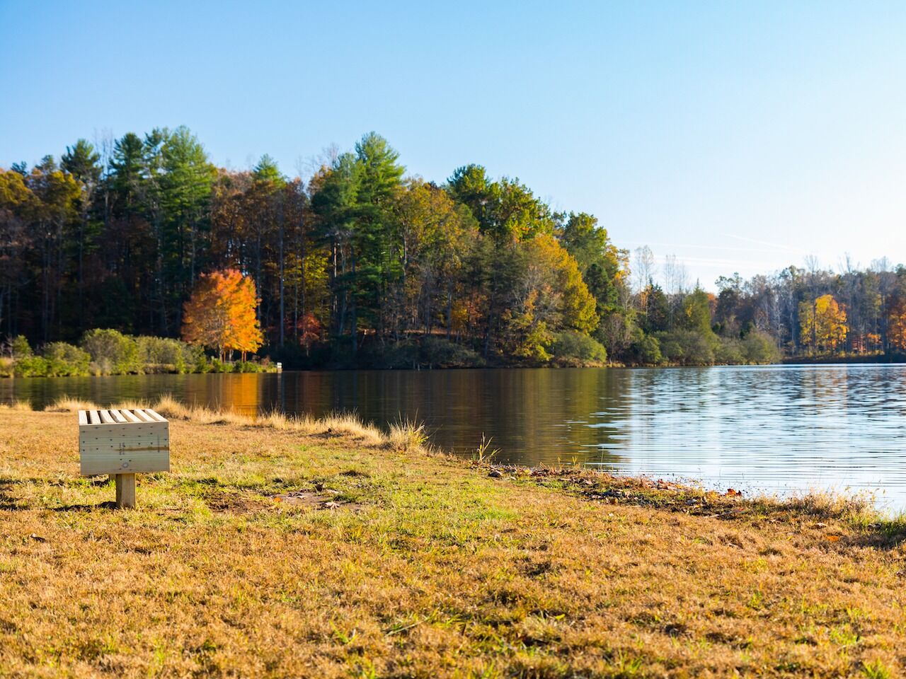 Picture of Disc Golf