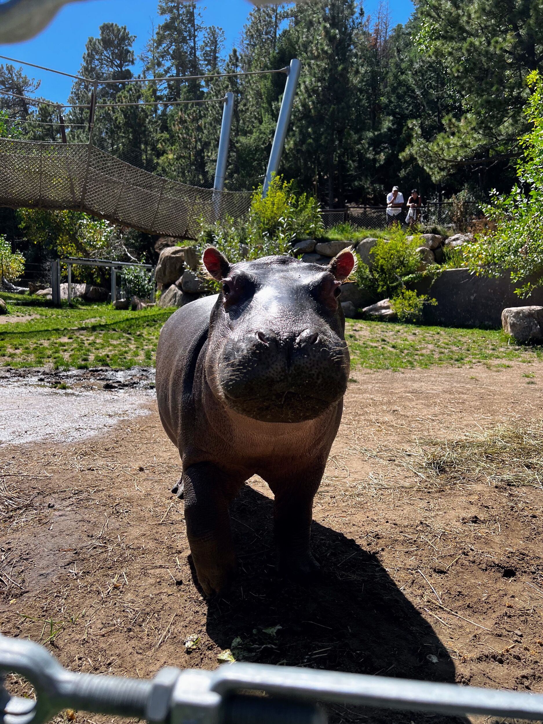 Picture of Cheyenne Mountain Zoo
