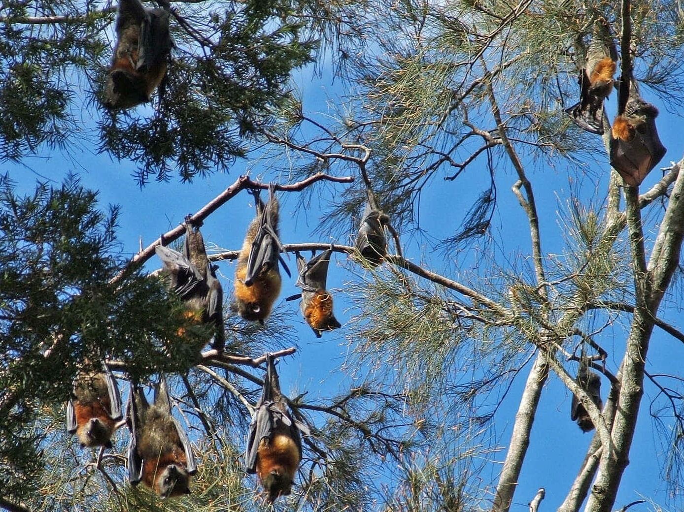 Picture of Watch Flight of the Bats (5:30 - 6:00 PM)