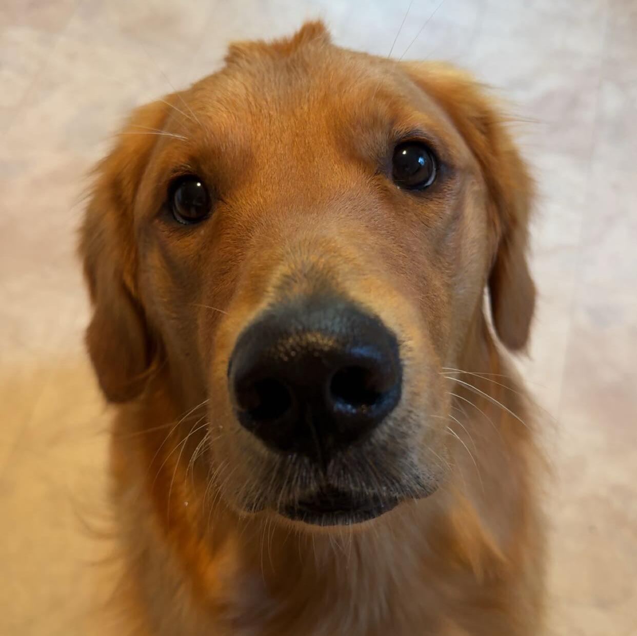 Oliver 