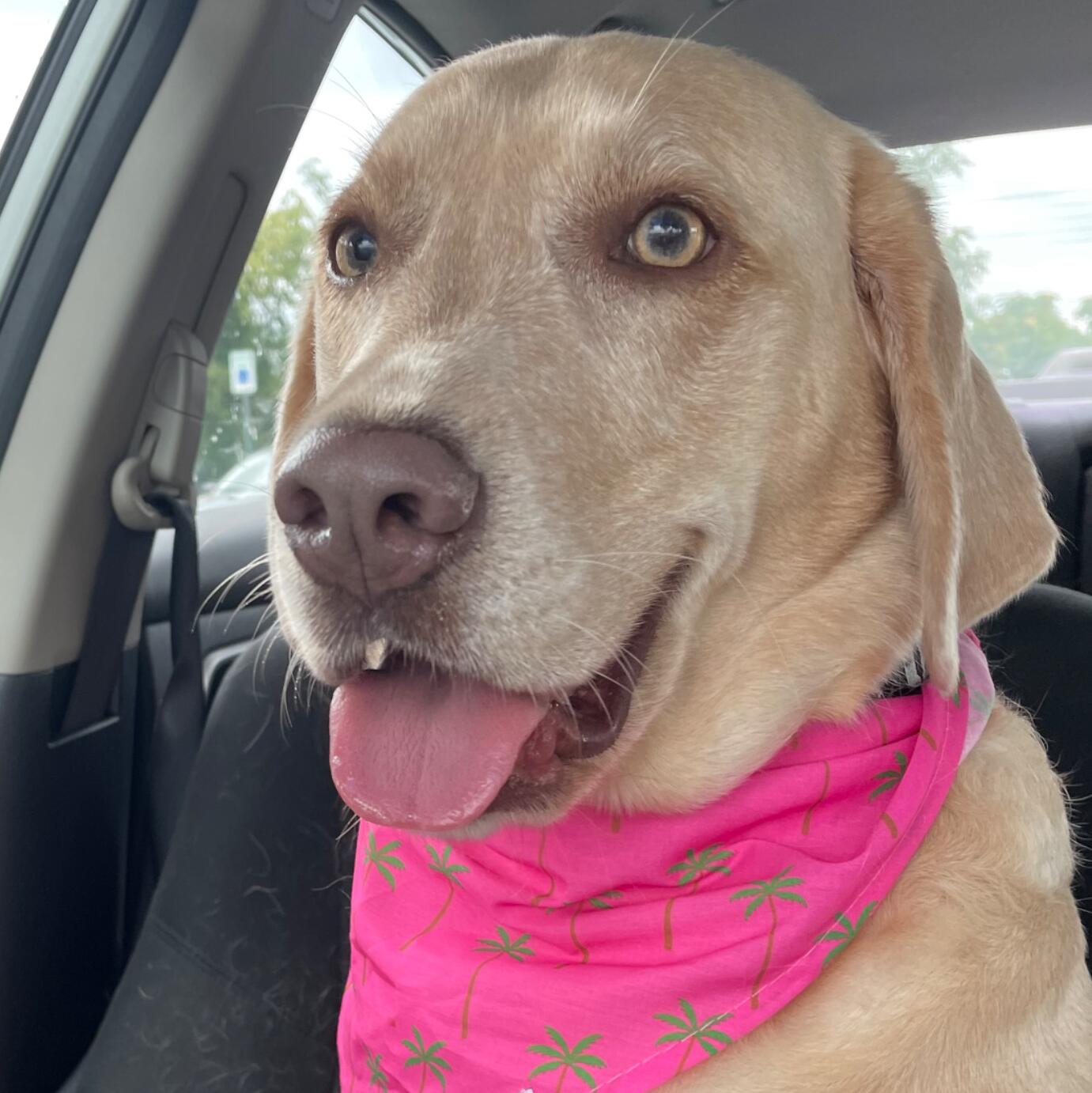 Nala 