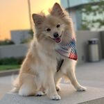 Niko Badalian
