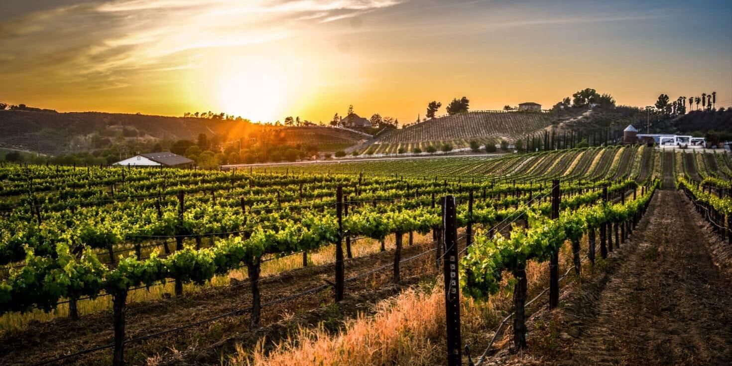 Picture of Go Wine Tasting
