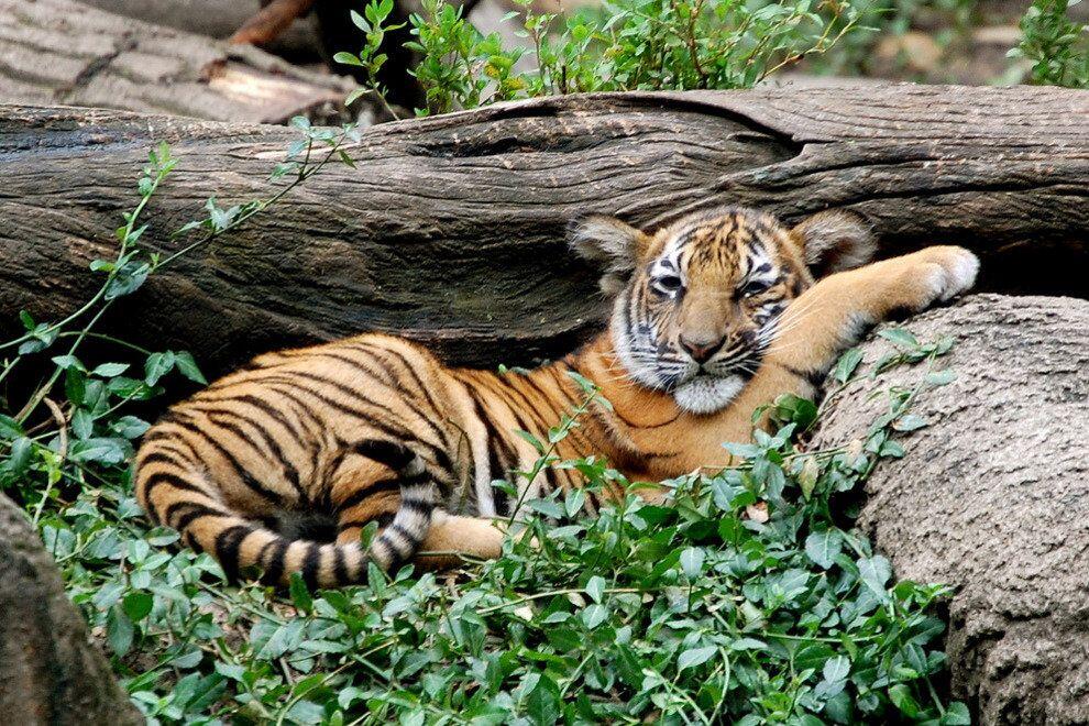 Picture of Cincinnati Zoo & Botanical Garden
