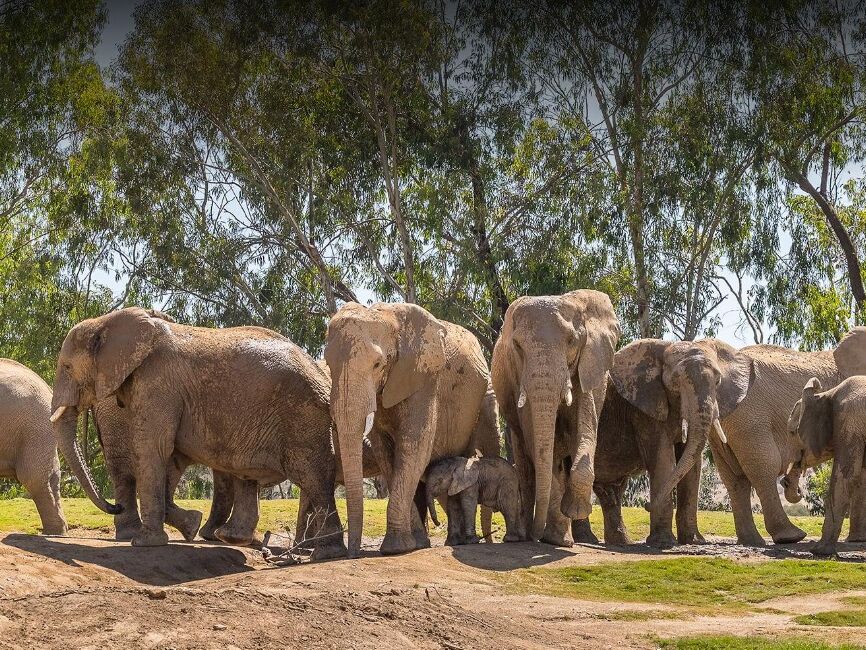 Picture of San Diego Zoo