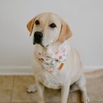 Lilly Ray