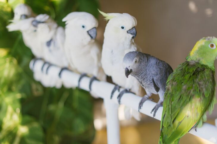 Nodding to the tropical location, a white perch filled with native parrots greeted guests as they arrived at the ceremony.