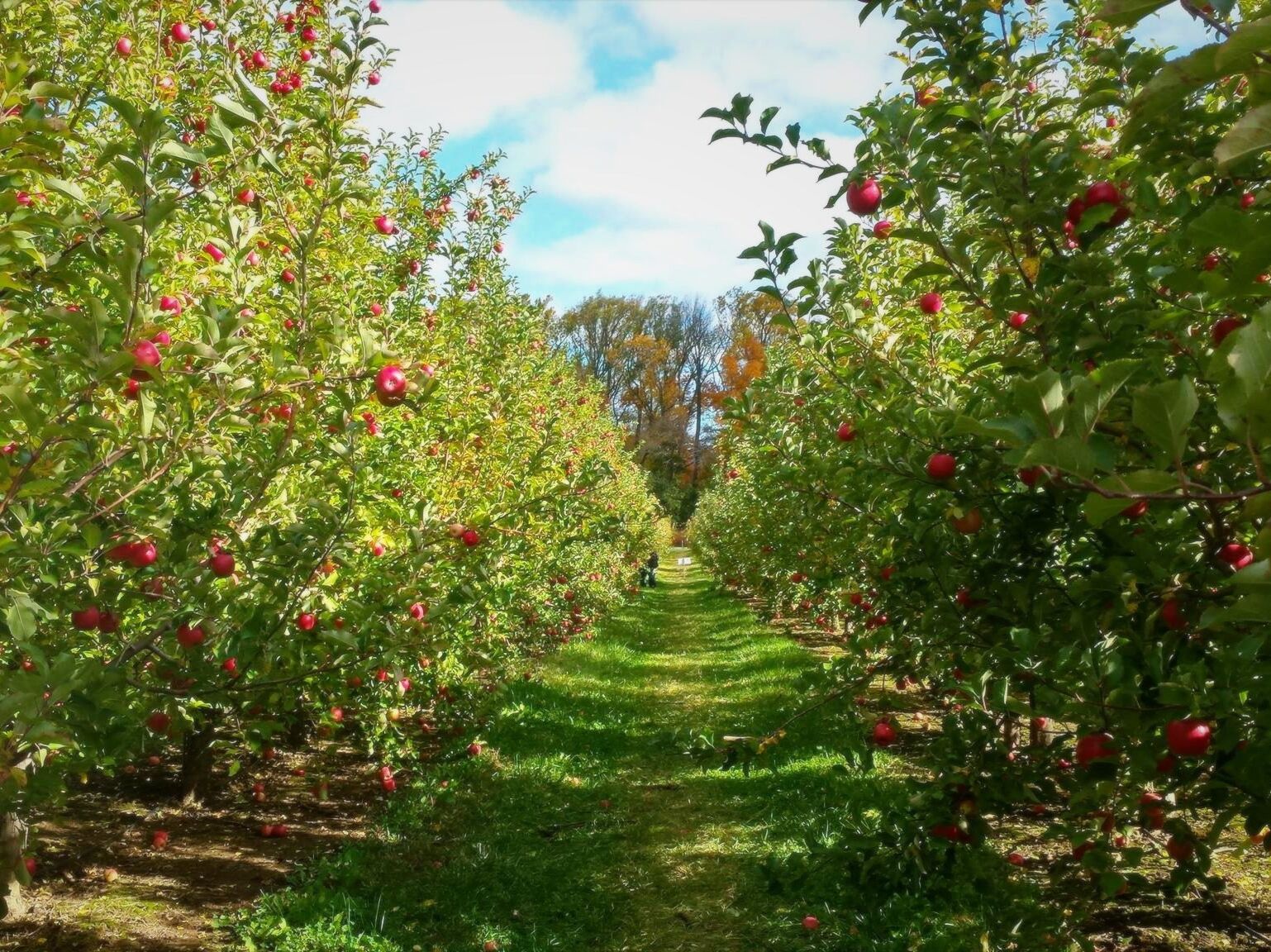 Picture of Solebury Orchards
