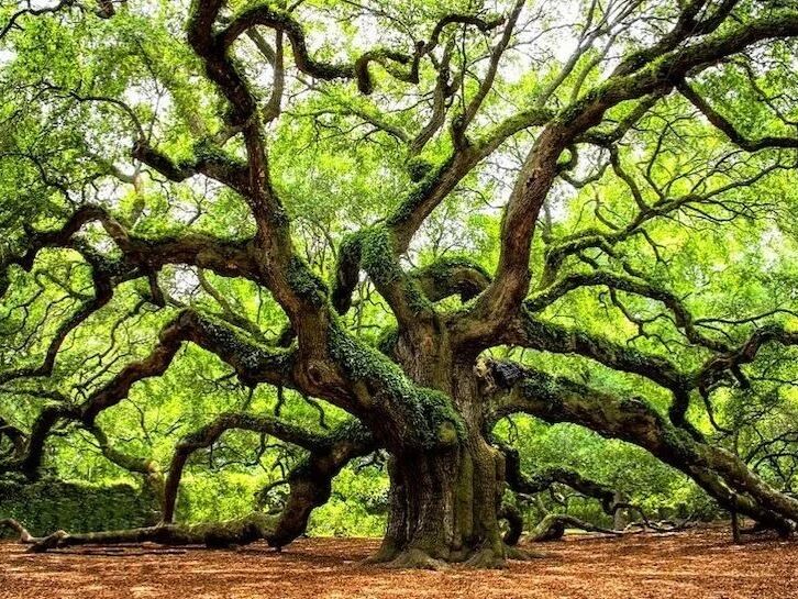 Picture of Angel Oak Tree