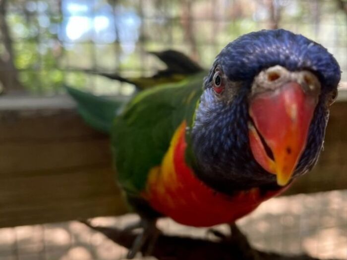 Picture of Austin Zoo