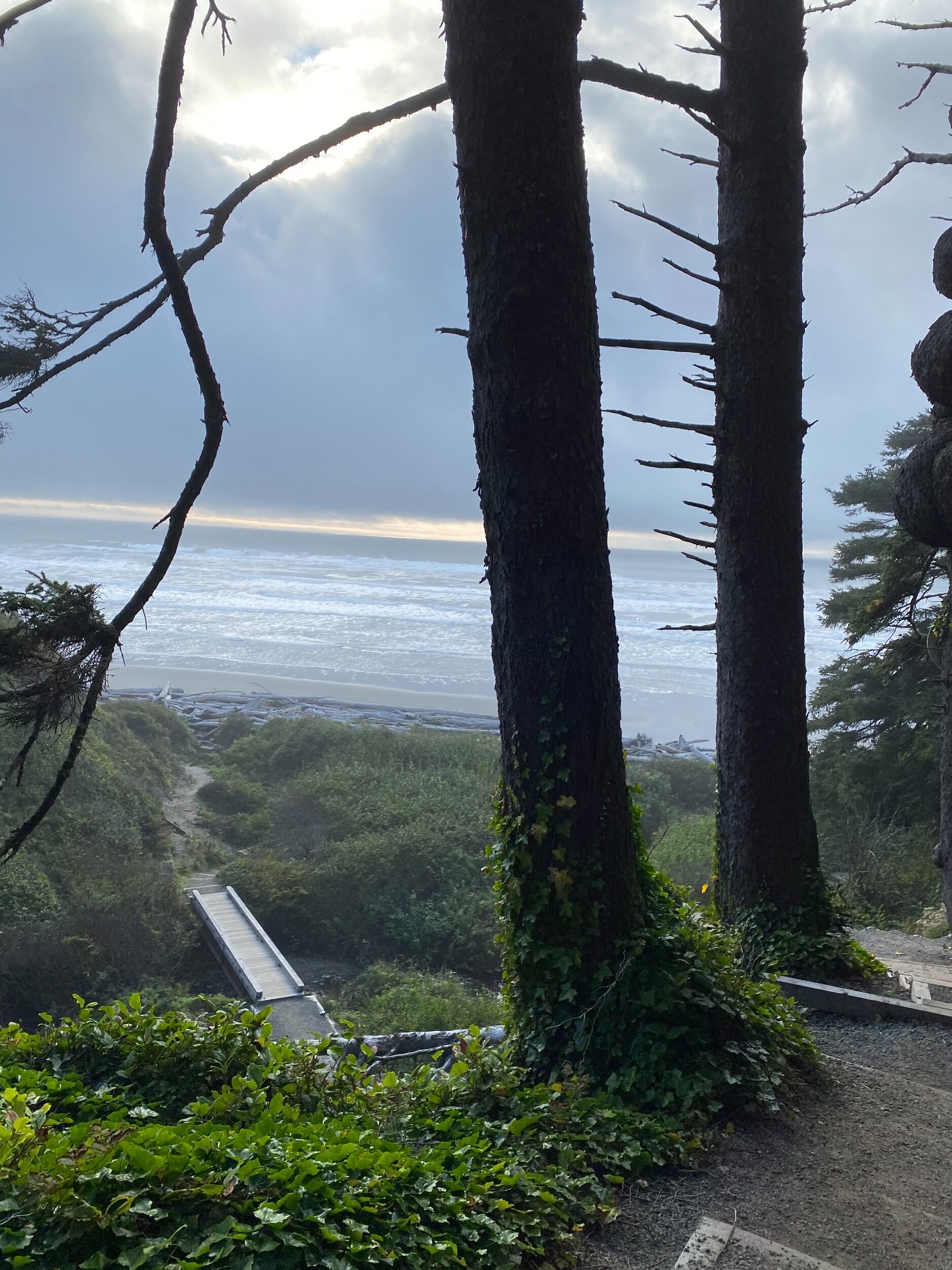 Picture of Kalaloch Beach
