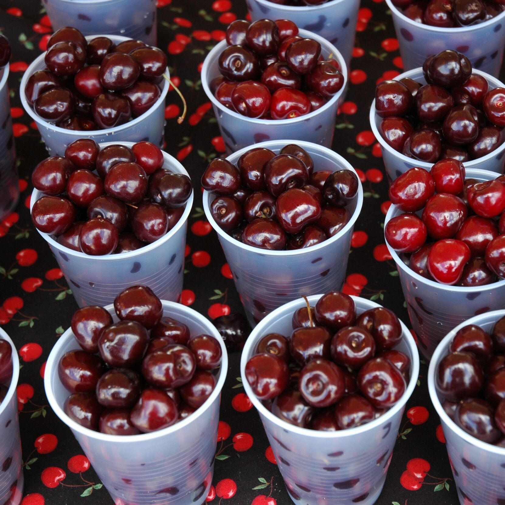 Picture of 2025 National Cherry Festival