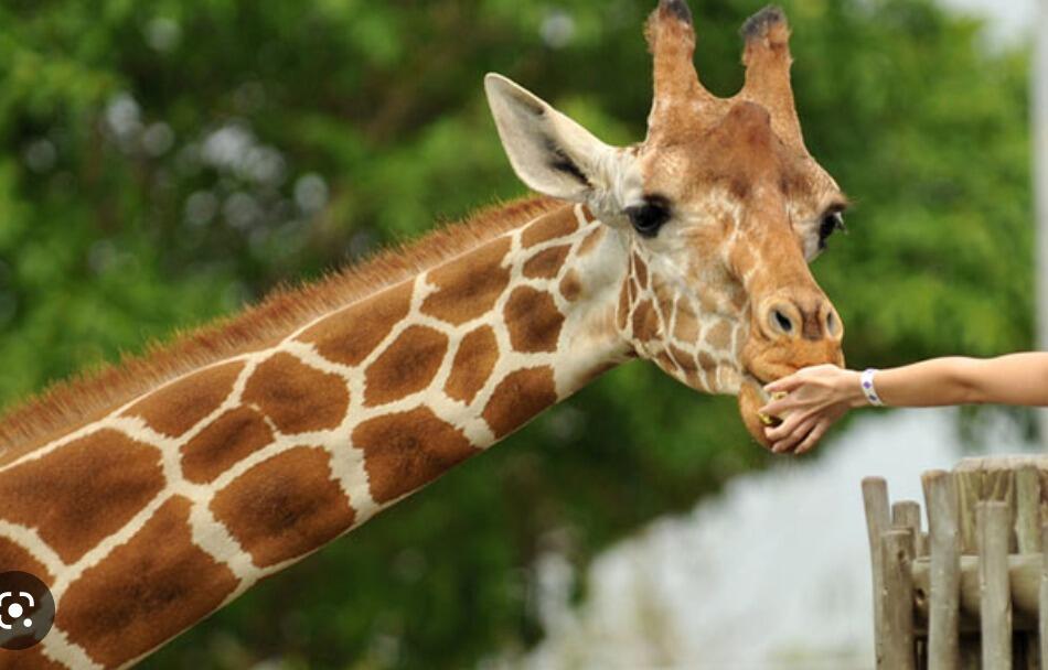 Picture of Phoenix Zoo