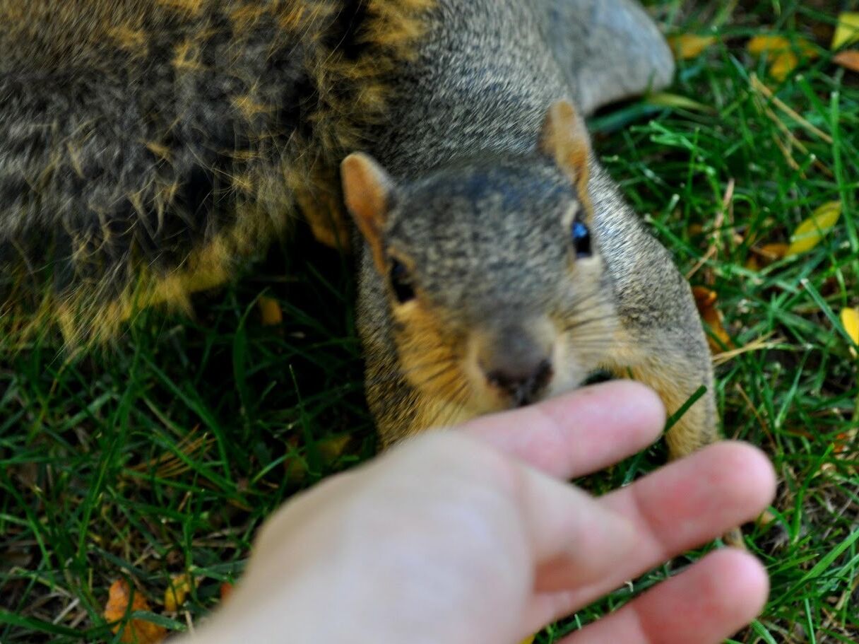 Picture of Feed a Squirrel