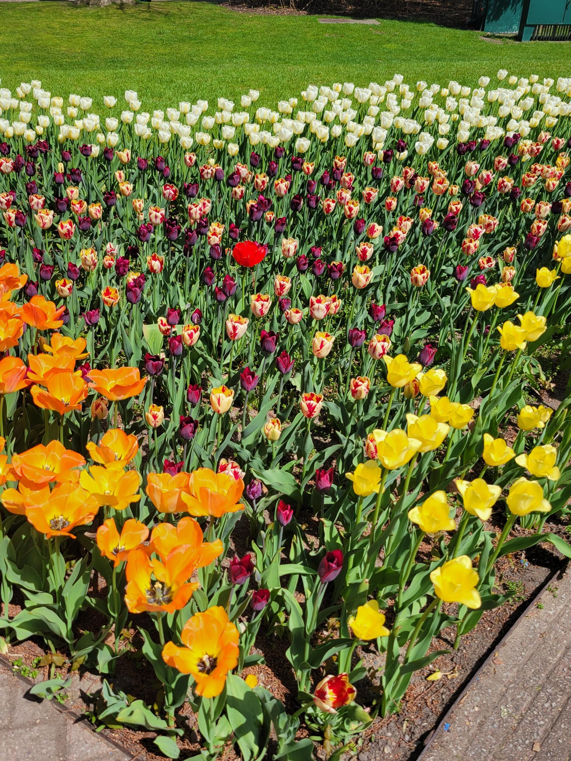 Picture of Tulip Time Festival