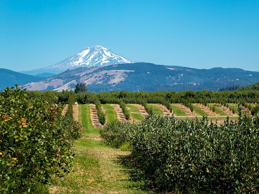 Picture of Kiyokawa Family Orchards