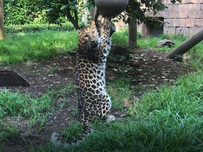 Picture of Greenville Zoo