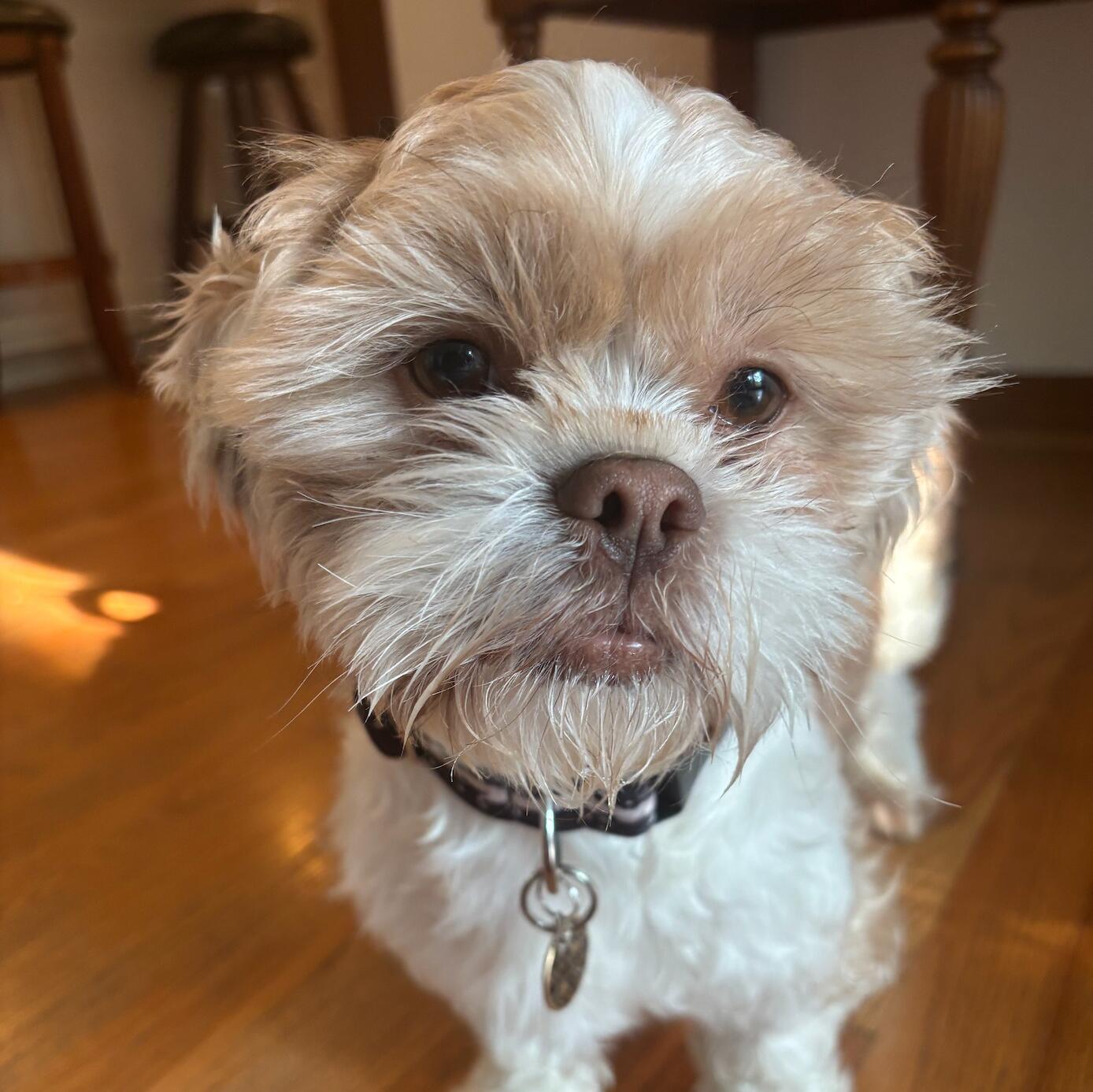 Falkor